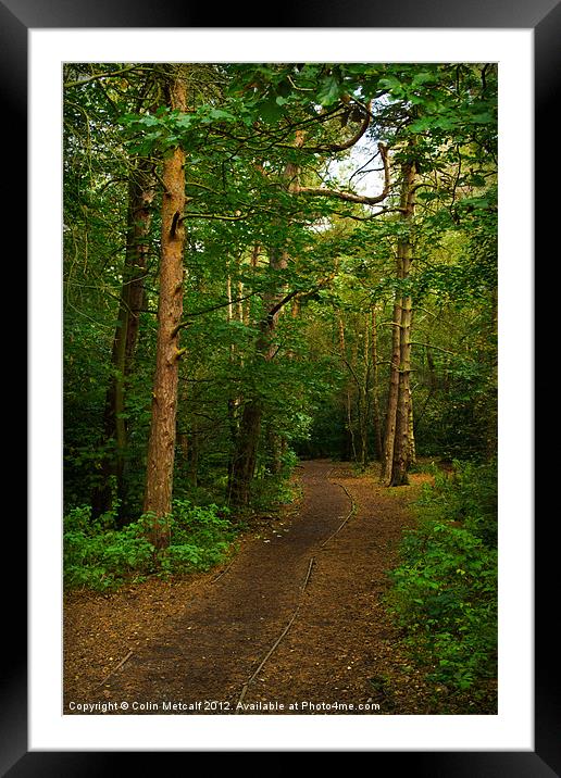 Woodland Walk Framed Mounted Print by Colin Metcalf
