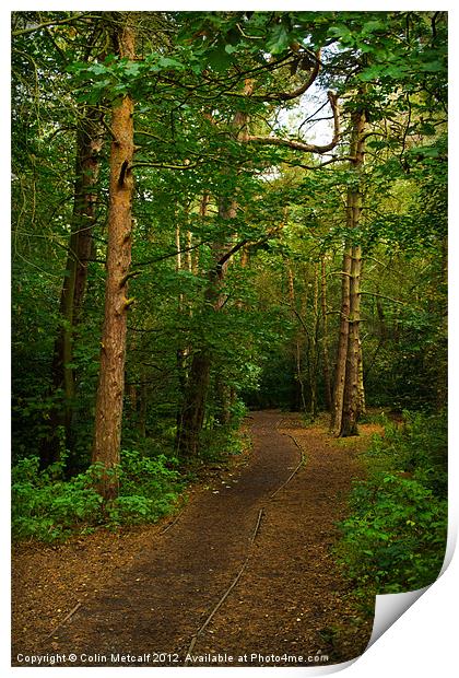 Woodland Walk Print by Colin Metcalf