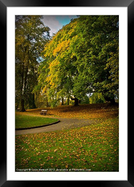 Autumn at Valley Gardens Framed Mounted Print by Colin Metcalf