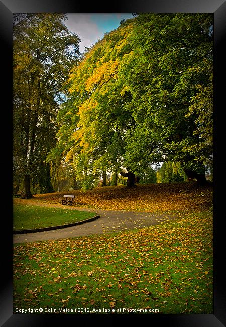 Autumn at Valley Gardens Framed Print by Colin Metcalf