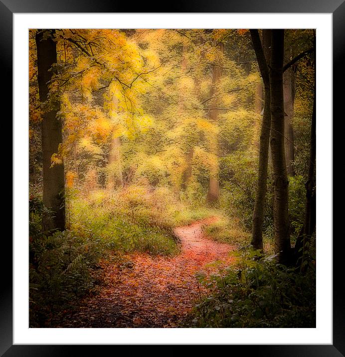 Woodlands path Framed Mounted Print by Paul Davis