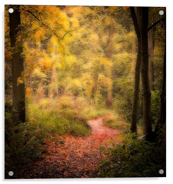 Woodlands path Acrylic by Paul Davis