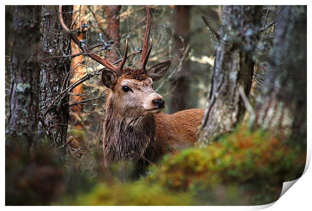 Red deer stag in the woods Print by Macrae Images