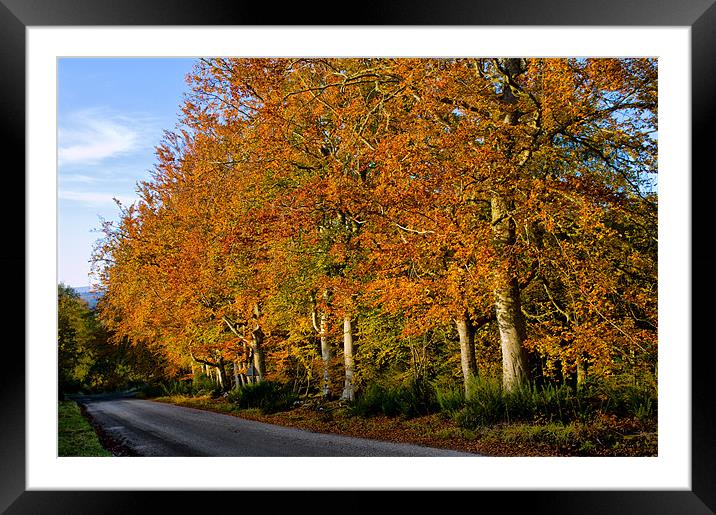 Autumn Beechwoods Framed Mounted Print by Jacqi Elmslie