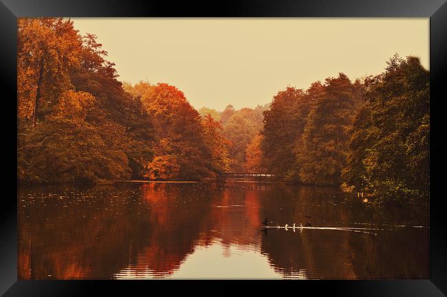 Autumn at Chidingstone Framed Print by Dawn Cox