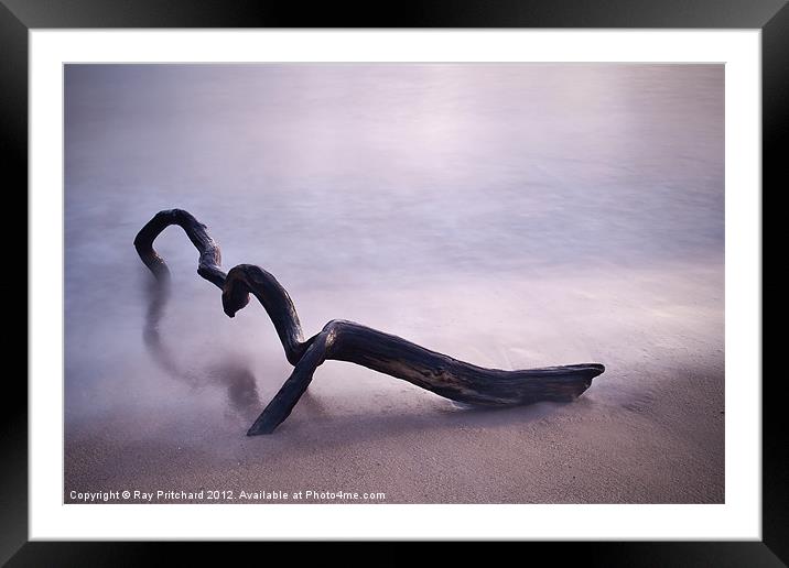 Driftwood Framed Mounted Print by Ray Pritchard