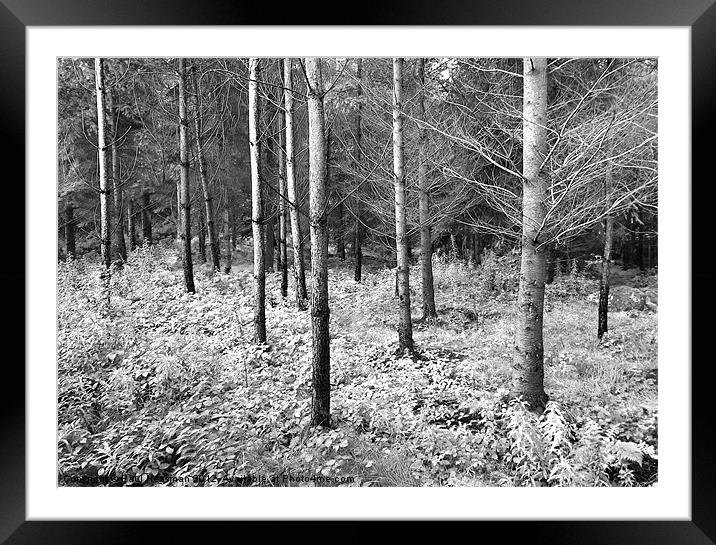 Woodland Framed Mounted Print by P H
