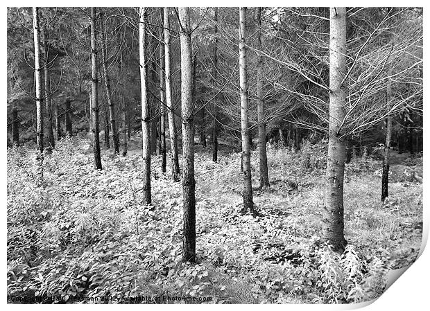 Woodland Print by P H