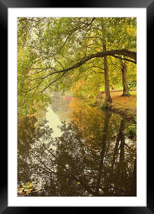 Autumn by the Stream at Chidingstone Framed Mounted Print by Dawn Cox