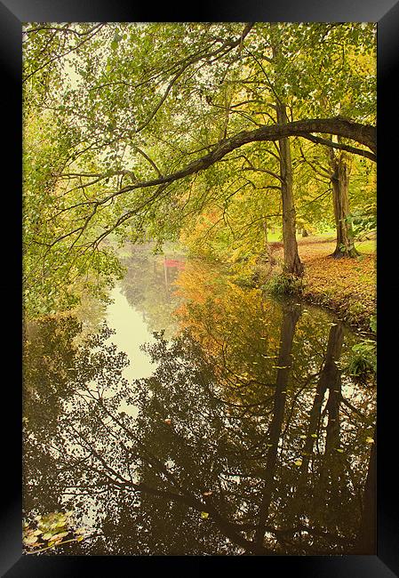 Autumn by the Stream at Chidingstone Framed Print by Dawn Cox