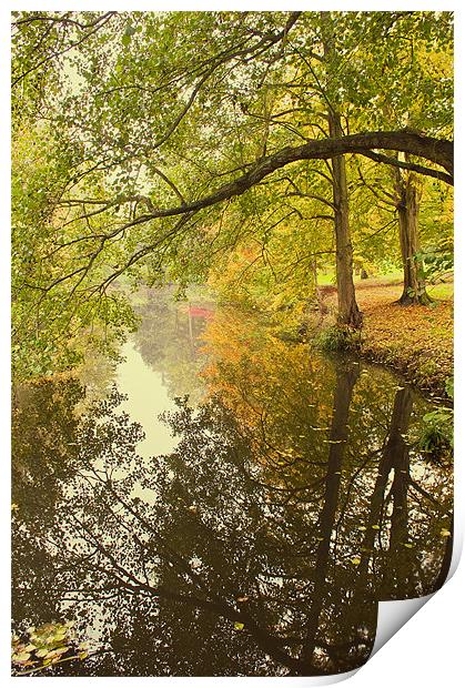 Autumn by the Stream at Chidingstone Print by Dawn Cox