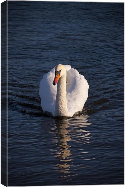White Swan Canvas Print by paul lewis