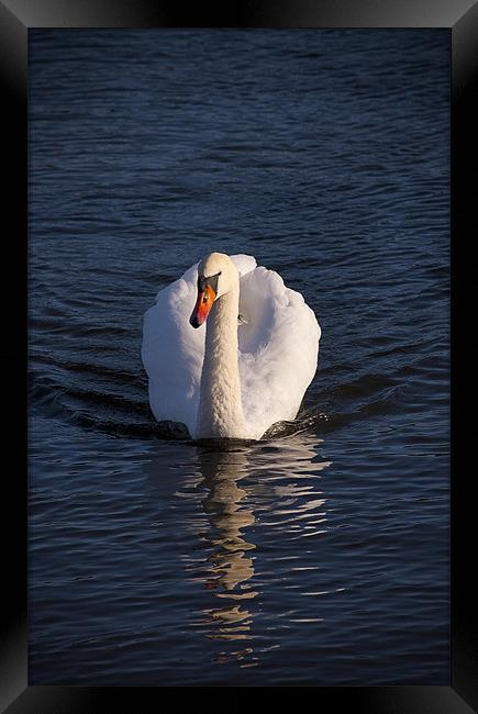 White Swan Framed Print by paul lewis