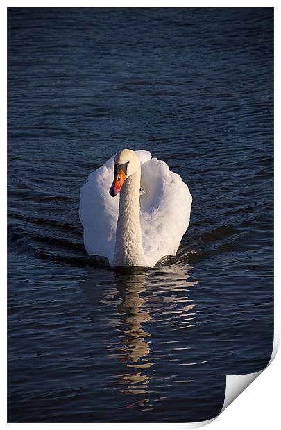 White Swan Print by paul lewis
