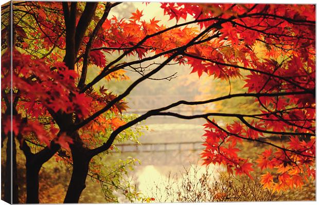 Vibrant Autumn Colour Canvas Print by Dawn Cox