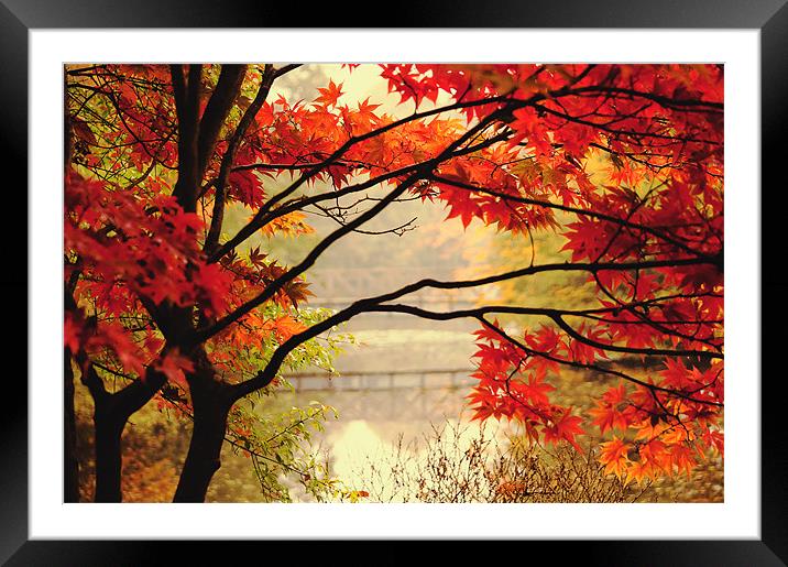 Vibrant Autumn Colour Framed Mounted Print by Dawn Cox