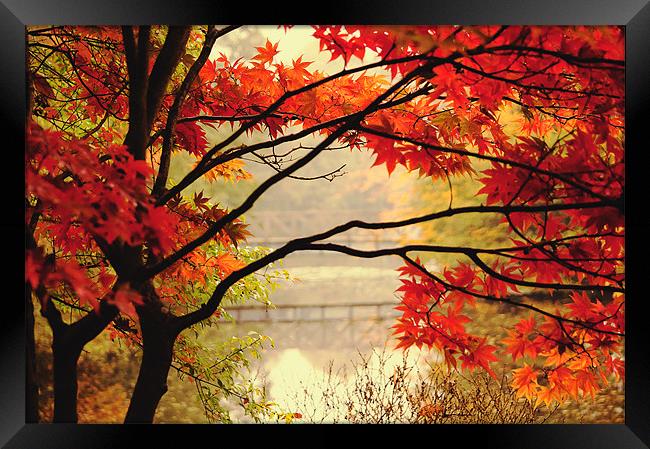 Vibrant Autumn Colour Framed Print by Dawn Cox