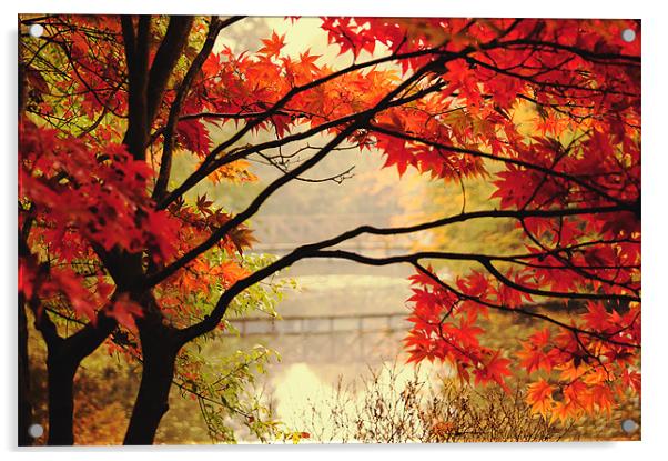 Vibrant Autumn Colour Acrylic by Dawn Cox