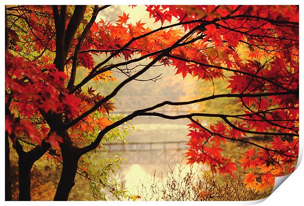 Vibrant Autumn Colour Print by Dawn Cox