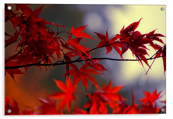 Vibrant Autumn Leaves Acrylic by Dawn Cox