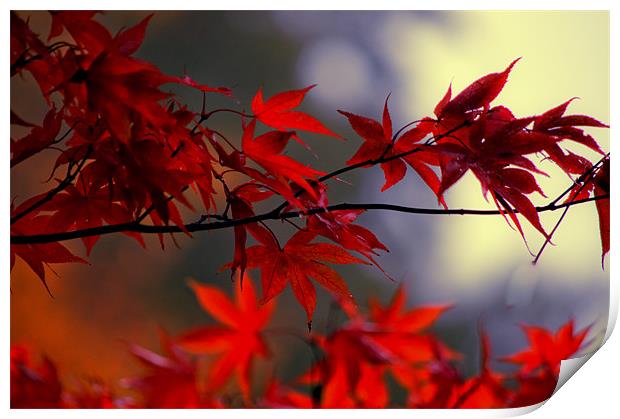 Vibrant Autumn Leaves Print by Dawn Cox