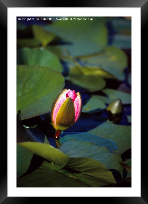Pink Water Lily Bud Framed Mounted Print by Eva Kato
