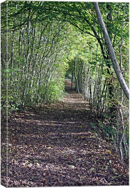WOODLAND TUNNEL Canvas Print by malcolm fish