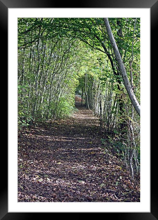 WOODLAND TUNNEL Framed Mounted Print by malcolm fish