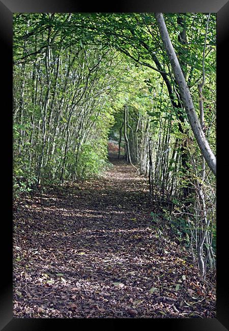 WOODLAND TUNNEL Framed Print by malcolm fish