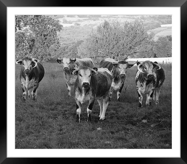 cattle Framed Mounted Print by eric carpenter