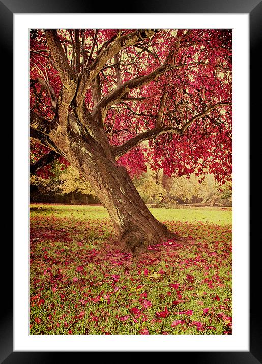 Glorious Autumm Framed Mounted Print by Dawn Cox