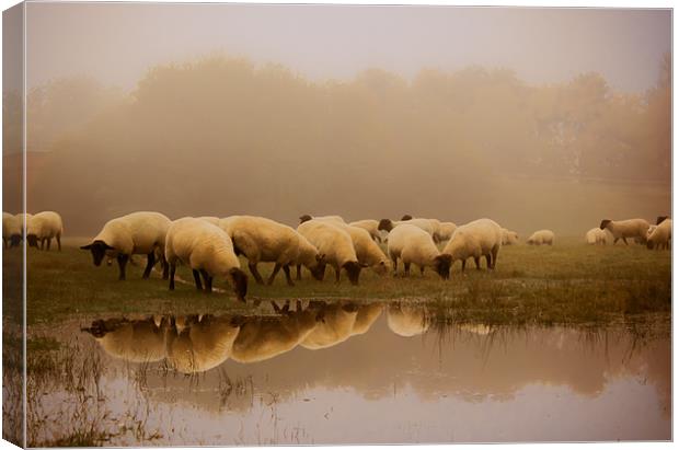 Sheep in the fog Canvas Print by Ian Hufton
