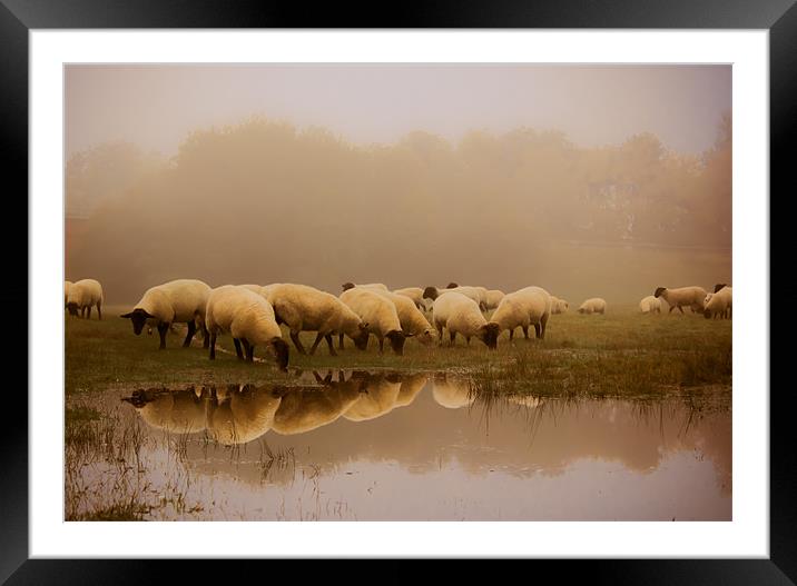 Sheep in the fog Framed Mounted Print by Ian Hufton
