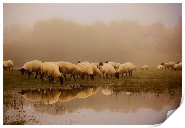 Sheep in the fog Print by Ian Hufton