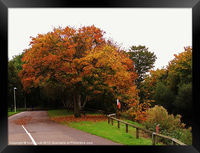 colours of autumn Framed Print by linda cook