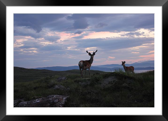 Red Deer at Sunset in Applecross Framed Mounted Print by Richard Westwood