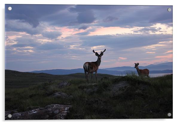 Red Deer at Sunset in Applecross Acrylic by Richard Westwood