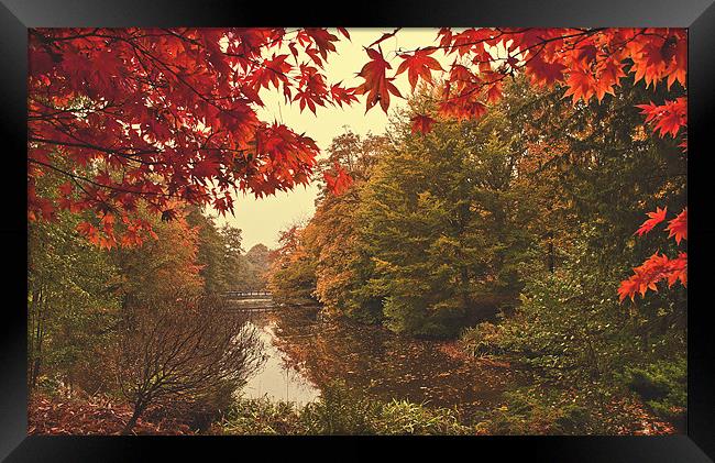 Autumn landscape Framed Print by Dawn Cox