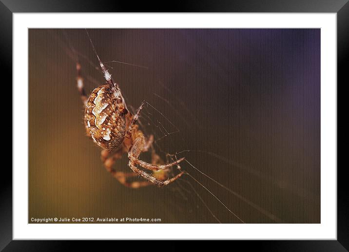 Garden Spider Framed Mounted Print by Julie Coe