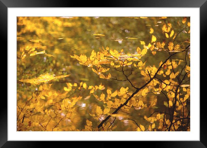 Reflections and Fallen Autumn Leaves Framed Mounted Print by Dawn Cox