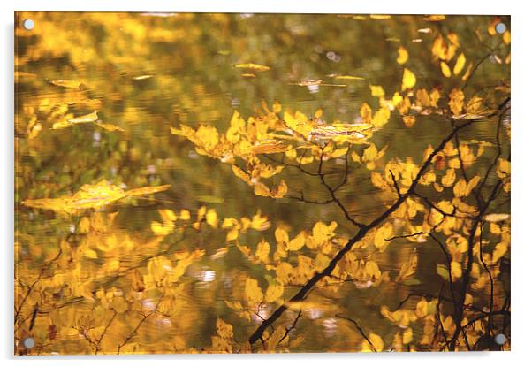 Reflections and Fallen Autumn Leaves Acrylic by Dawn Cox