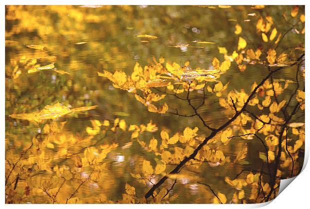 Reflections and Fallen Autumn Leaves Print by Dawn Cox