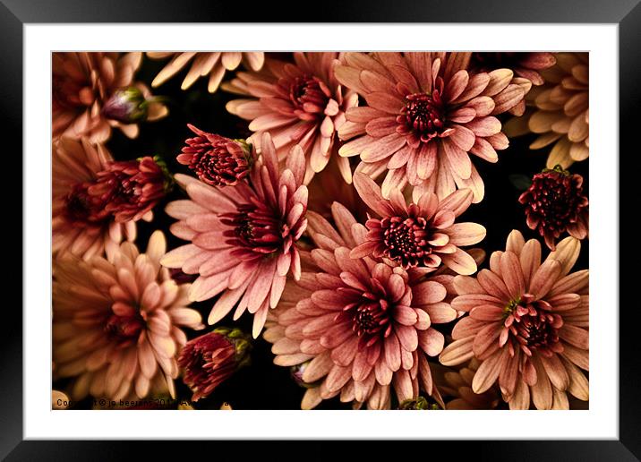 chrysanthemum Framed Mounted Print by Jo Beerens