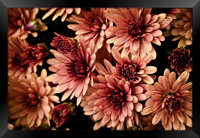 chrysanthemum Framed Print by Jo Beerens
