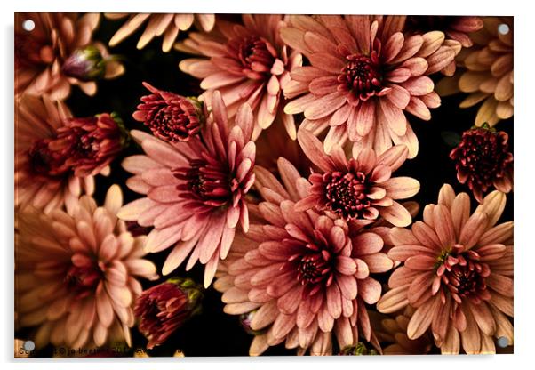 chrysanthemum Acrylic by Jo Beerens