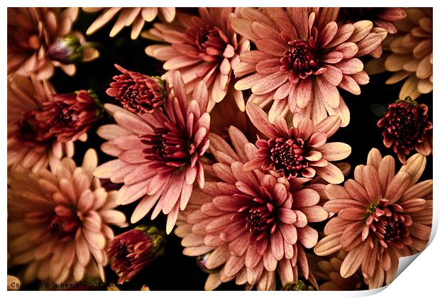 chrysanthemum Print by Jo Beerens
