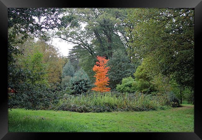 Autumn Colours Framed Print by Tony Murtagh