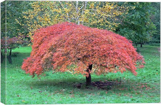 Red Autumn Leaves Canvas Print by Tony Murtagh