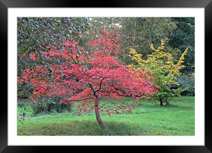 Autumn Red Framed Mounted Print by Tony Murtagh