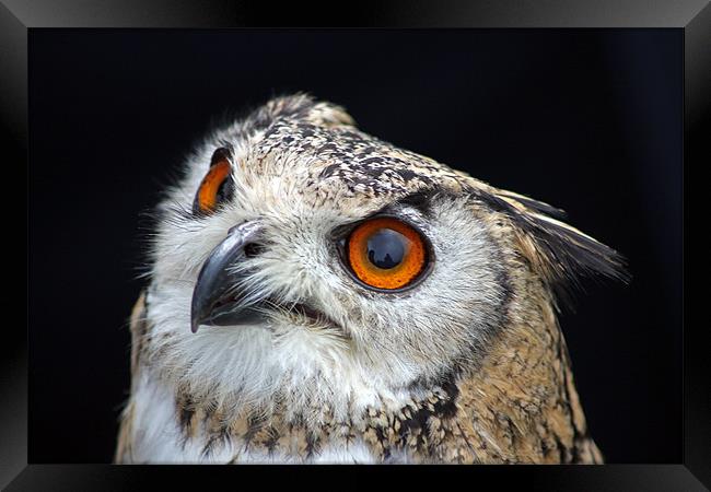 European Eagle Owl Framed Print by Tony Murtagh